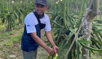 Petani memanen buah naga organik di kebun Banyuwangi dengan hasil melimpah