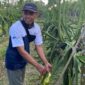 Petani Kelompok Tani Sinar Cabe memanen buah naga organik di Sumbermulyo, Banyuwangi, yang berhasil menembus pasar ekspor.(Foto : KOMPAS.com/ Zintan Prihatini)