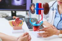 Seorang dokter menunjukkan model anatomi ginjal kepada pasien saat konsultasi untuk menjelaskan fungsi dan risiko penyakit ginjal.(Foto : Getty Images/PonyWang)