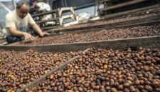 Aktivitas pengolahan kopi dan teh Indonesia yang semakin diminati pasar global.(Foto: ANTARA FOTO/Aprillio Akbar)